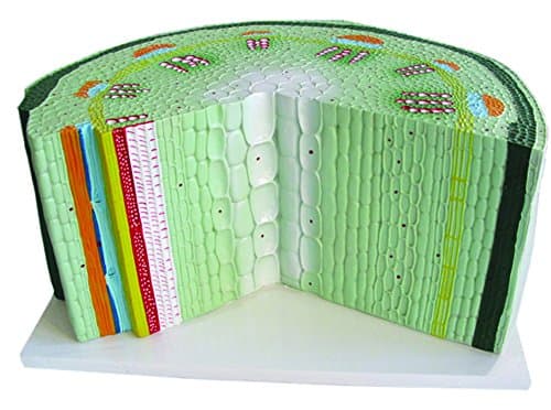 Vision Scientific VAN303 STEM Model–Dicotyledon