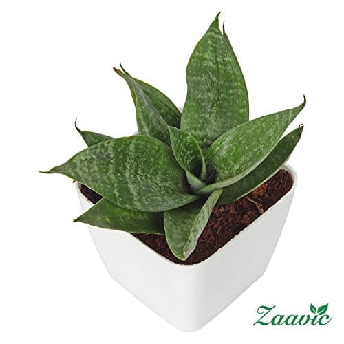 Zaavic Green Snake Oxygen Plant in 4" White Plastic Pot