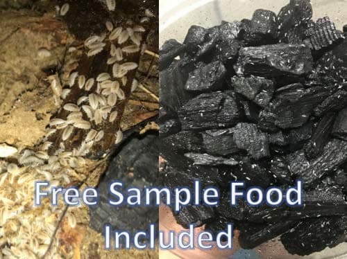 Isopods and Springtails 30+ Dwarf White Combo, Cleanup Crew, Feeder, Isopods, Frog