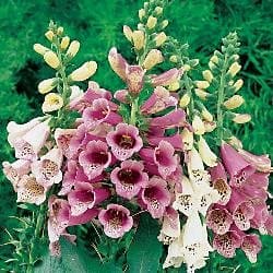 Foxglove - Digitalis Foxy - 1000 seeds Dwarf mix Unknown Binding