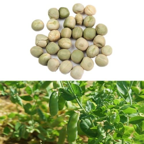 30PCS Snow Pea Seeds Green Bean Vegetable Seeds