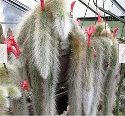 Hildewintera Cleistocactus Colademononis Monkey's Tail Cactus Bonsai 100 Seeds
