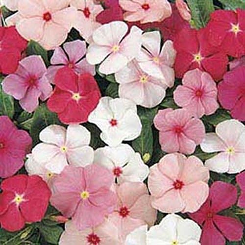 Vinca- Periwinkle- Mix Colors- 50 Seeds