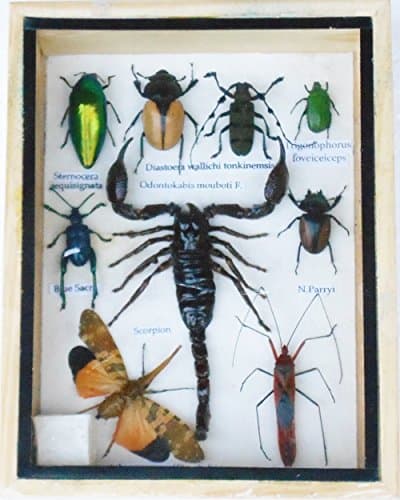 Real Mixed Beetle Cicada Scorpion Insect Boxed Framed Taxidermy Display Wood Box For Collectibles