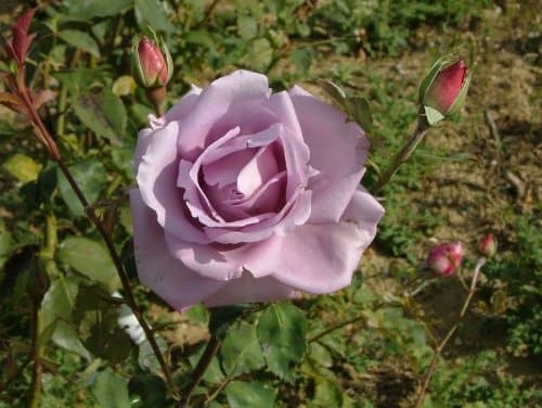 Apuldram Roses "CLIMBING BLUE MOON" - Climbing Rose (Bare Root)