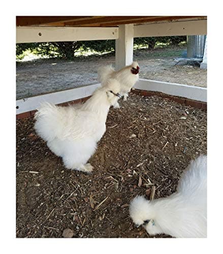 6 Fertile Silkie Hatching Eggs Bearded and Non Bearded Assorted Colors by Empower Elegance