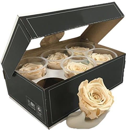 KIKA DECO Preserved Roses Head Pack (Large 6 Pack, Champagne)