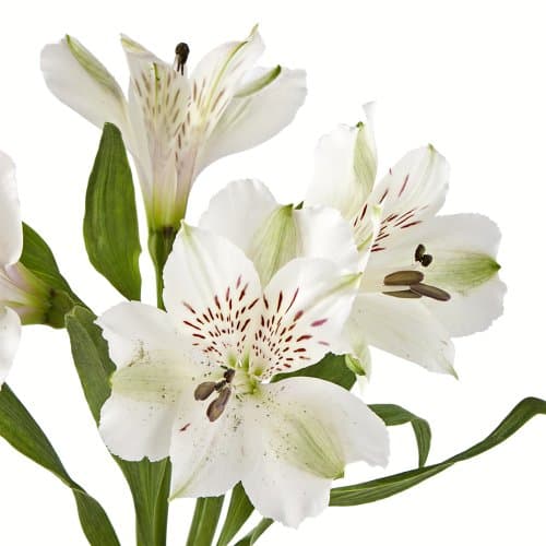 Wholesale Alstroemerias, White Peruvian Lilies in Bulk (80 White)
