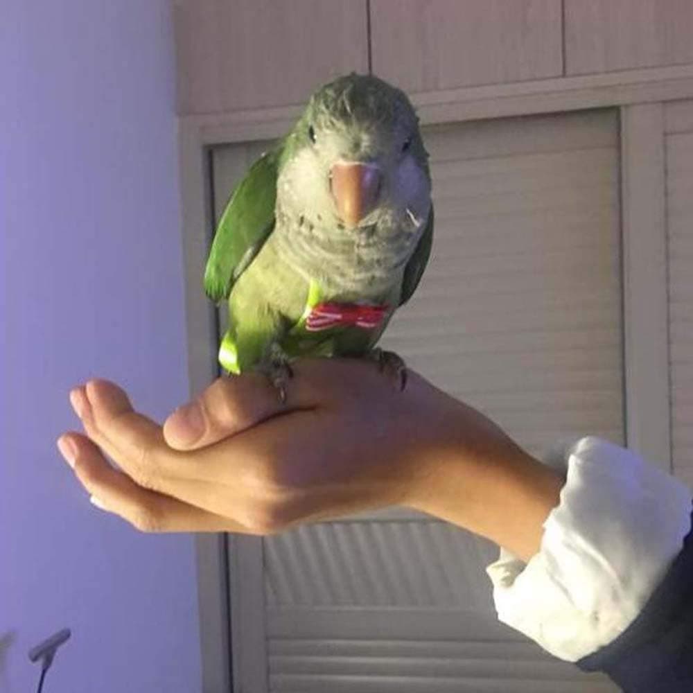 Breathable Bird Diaper Soft Nappy, Parrot Flight Suit Suit, Reusable/Washable/Waterproof/Lightweight, for Small to Large Birds,XL