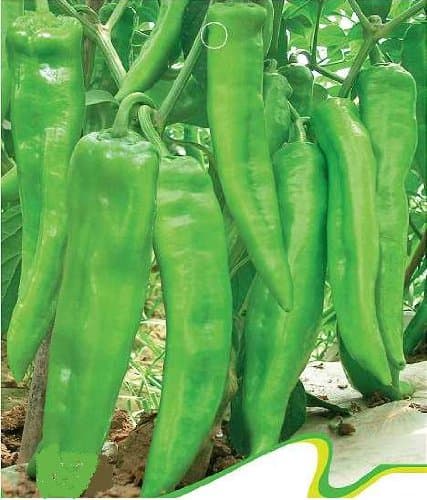 SD0151 Green Hot Pepper Vegetable Seeds, Spice Chilli Pepper Vegetable Seeds (30 Seeds)