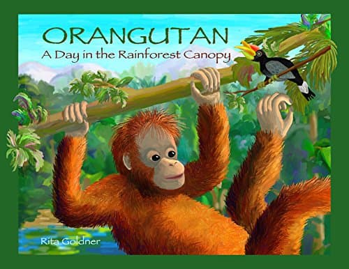 ORANGUTAN: A Day In The Rainforest Canopy