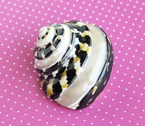 Polished Banded Magpie Seashell 2-3" | 1 piece