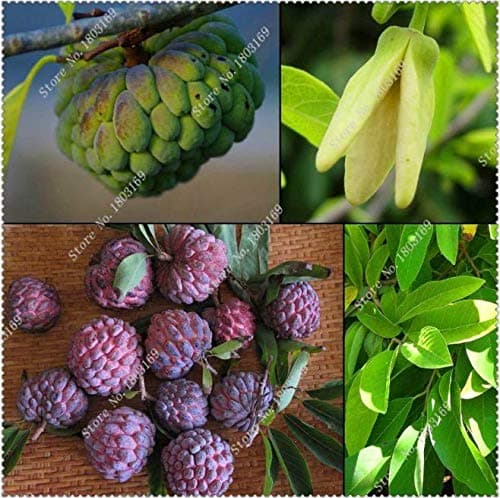 ScoutSeed 10 Pcs Bag Sugar Apple Seeds Apple Custard Apple Fruit Seeds Bonsai Tree Seeds S