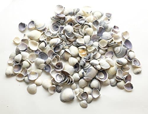 Sea Shells Style 6 Beach Seashells for Art &amp; Craft Project Fairy Garden Critter