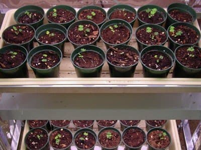 TickleMe TK30 Complete Classroom TickleMe Plant Growing Kit