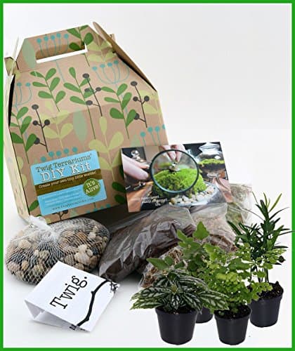DIY Plant Terrarium Kit for One-gallon Sized Container