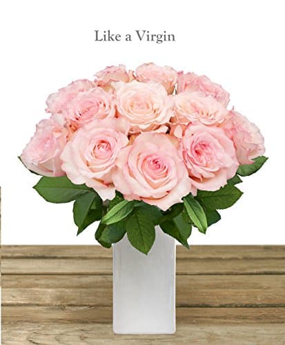 LIKE A VIRGIN GARDEN ROSE 40-50CM-PACK 48 STEMS - LOOKS LIKE PEONIES