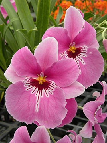 Miltoniopsis Lover's Point orchid, blooming size,