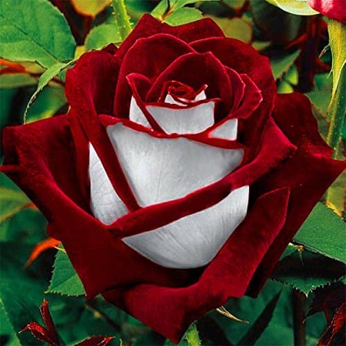 100Pcs/Pack Rare Seed Osiria Rose Ruby Rose Flower Seeds Garden Plant Red with White