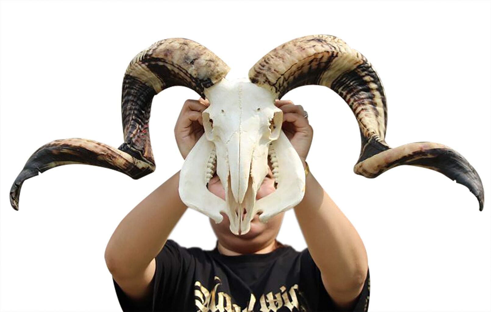 Ram Skull and Horns Wall Sculpture Decor, Creative Pentacle Wall Art, and Longhorn Steer Authentic Ram Skull with Horns Handmade Carved Ram Head Skull Large Curled Horns - Home Decor (Gold)