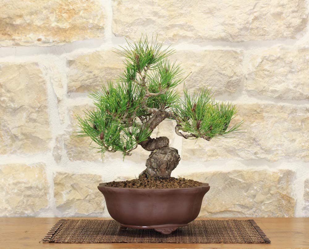 Japanese Black Pine Bonsai Tree (21)