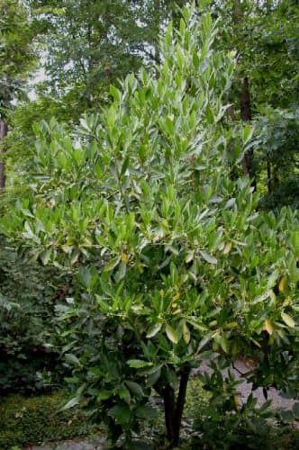 Ocala Anise (Illicium parviflorum)