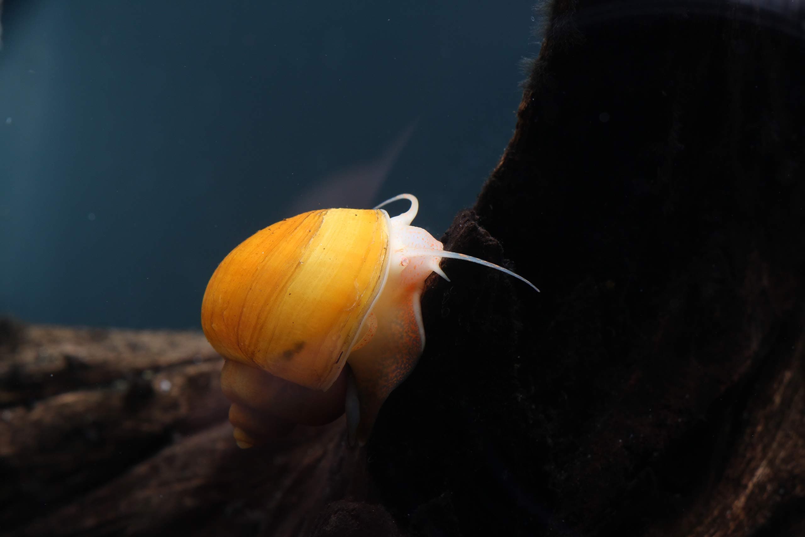 6 Assorted Mystery Snails (2 Gold, 2 Ivory, 2 Black) - Pomecea bridgesii - Great Algae Eating Tank Cleaners! USA Born and Raised!