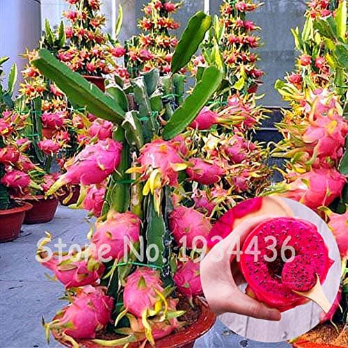 AGROBITS Red Dragon Fruit Pitaya Delicious Green Tropical Fruit Graden Bonsai Tree Cactuss Suculentas Plantas Vivas Seedsflower 200 Pcs: 100Pcs