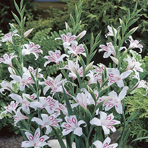 Gladiolus nanus Nymph - 10 flower bulbs