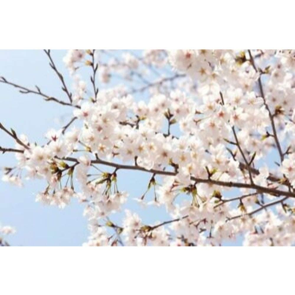 Akebono Flowering Cherry Tree Plant #BV06
