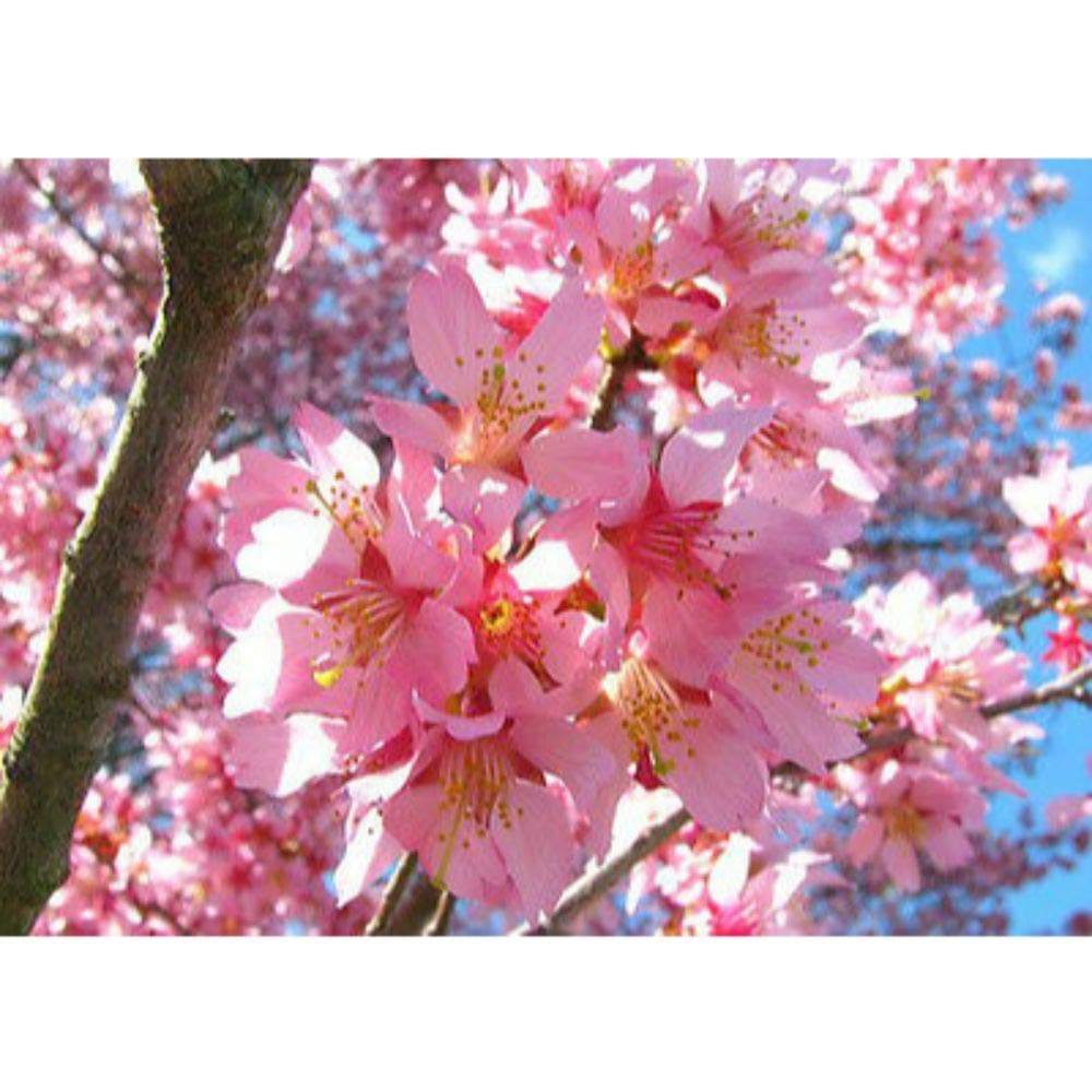 Okame Flowering Cherry Tree 2 Plants #BV06