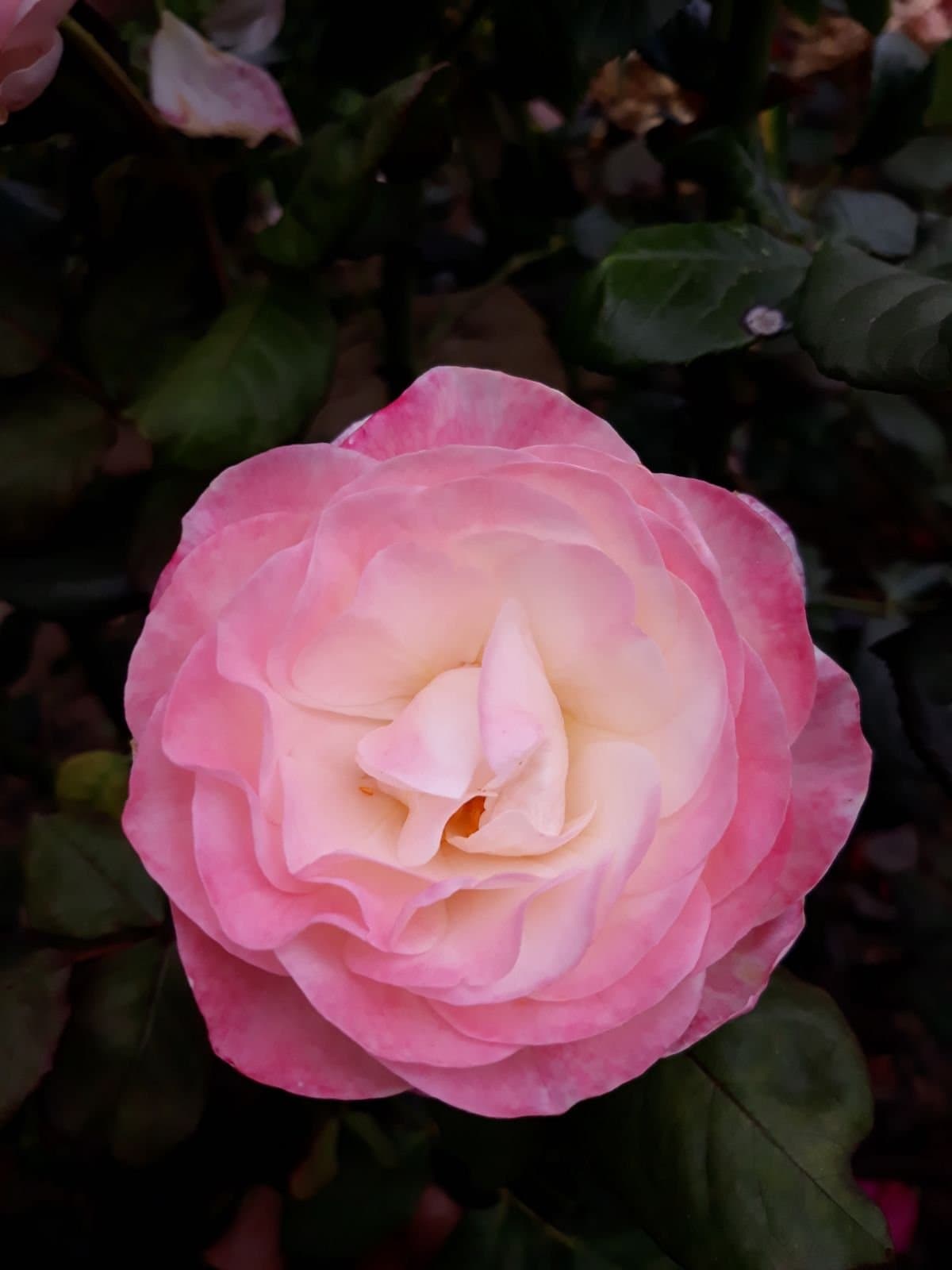 English Miss Floribunda Rose Bare Root