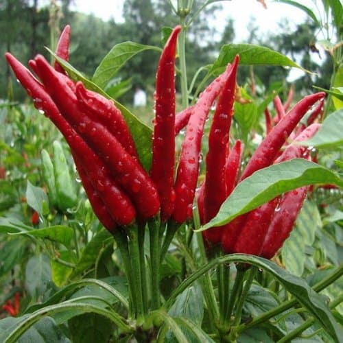 10PCS New Spices Red Chili Spice Pepper Vegetable Seeds