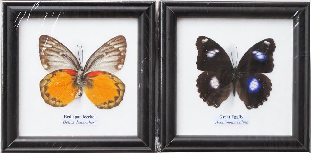 Framed Real RED SPOT Jezebel and Great EGGFLY Butterfly Display Insect Taxidermy
