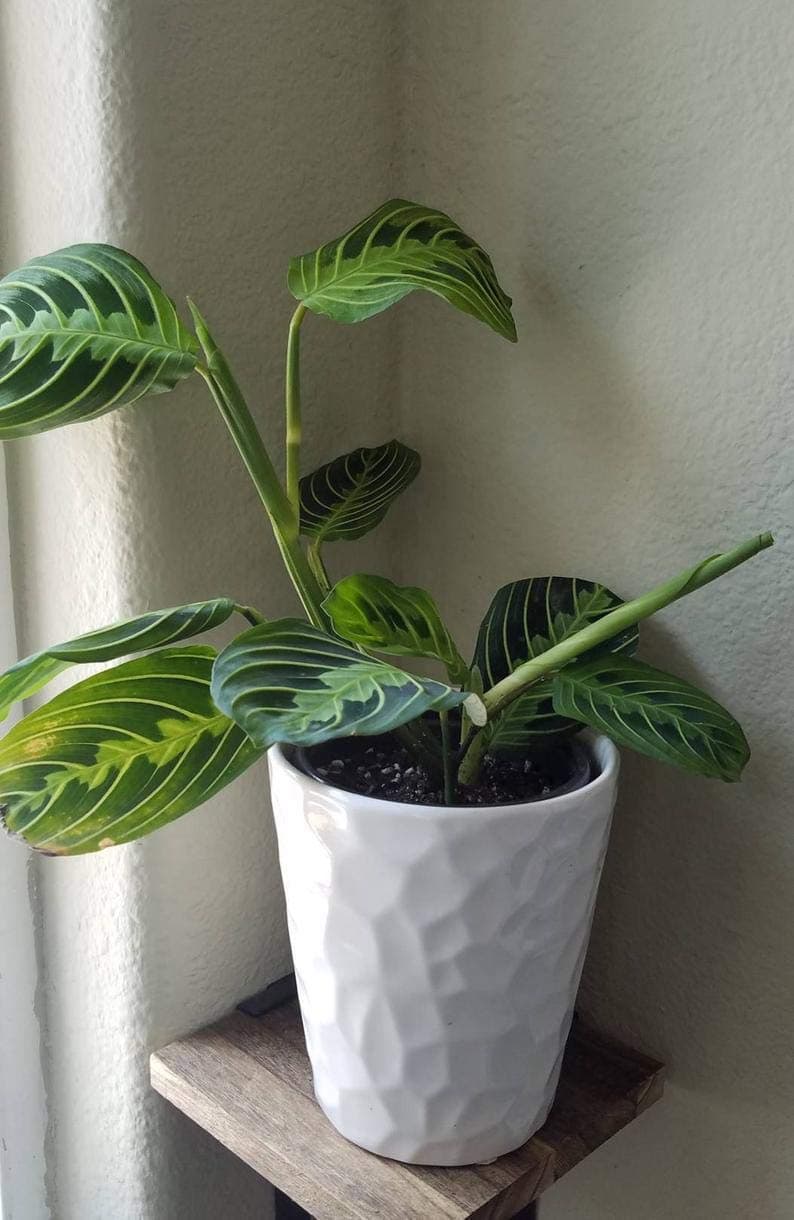 1 Maranta 'Lemon Lime', Prayer Plant #TMB46