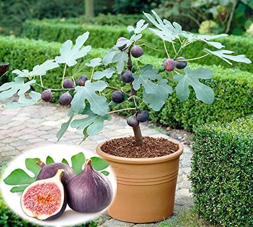 Ultrey Seed House - Exotic Mini fig Tree Seeds Fruit fig fig 'Brown Turkey' Dwarf fig Tree Bonsai Seed Hardy Perennial