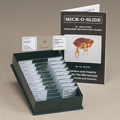 Johannes Lieder Spiders and Insects Microscopic Glass Slide Specimens