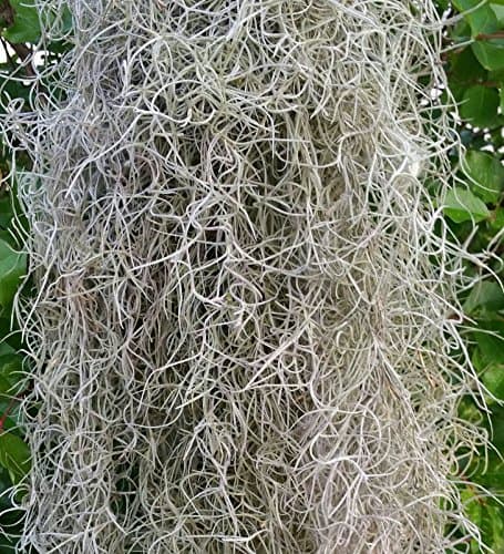 PICandSAV SPANISH MOSS (1/2 Pound) Fresh