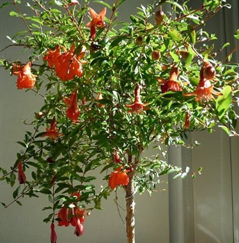 Nianyan SWEET DWARF POMEGRANATE TREE 40 SEEDS