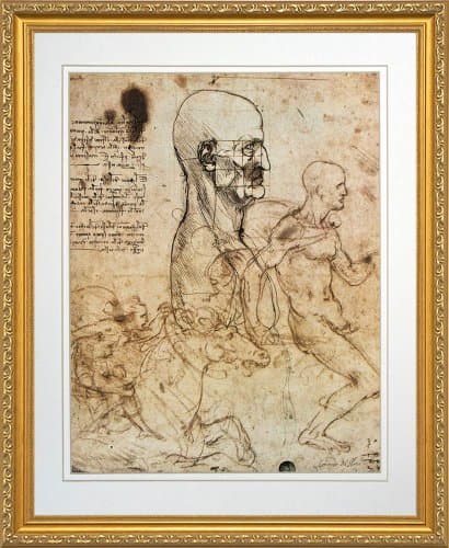 Study of the Human Physiognomy by Leonardo da Vinci. Framed Art Print Poster. Custom Made Real Wood Traditional Gold Frame (18 1/8 x 22 1/8)