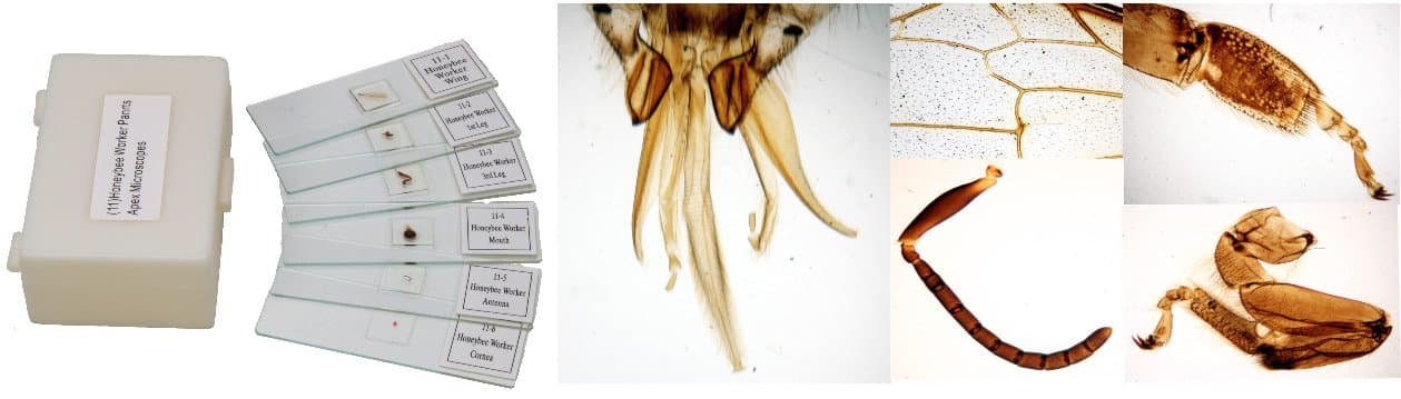 Apex Honeybee Slides