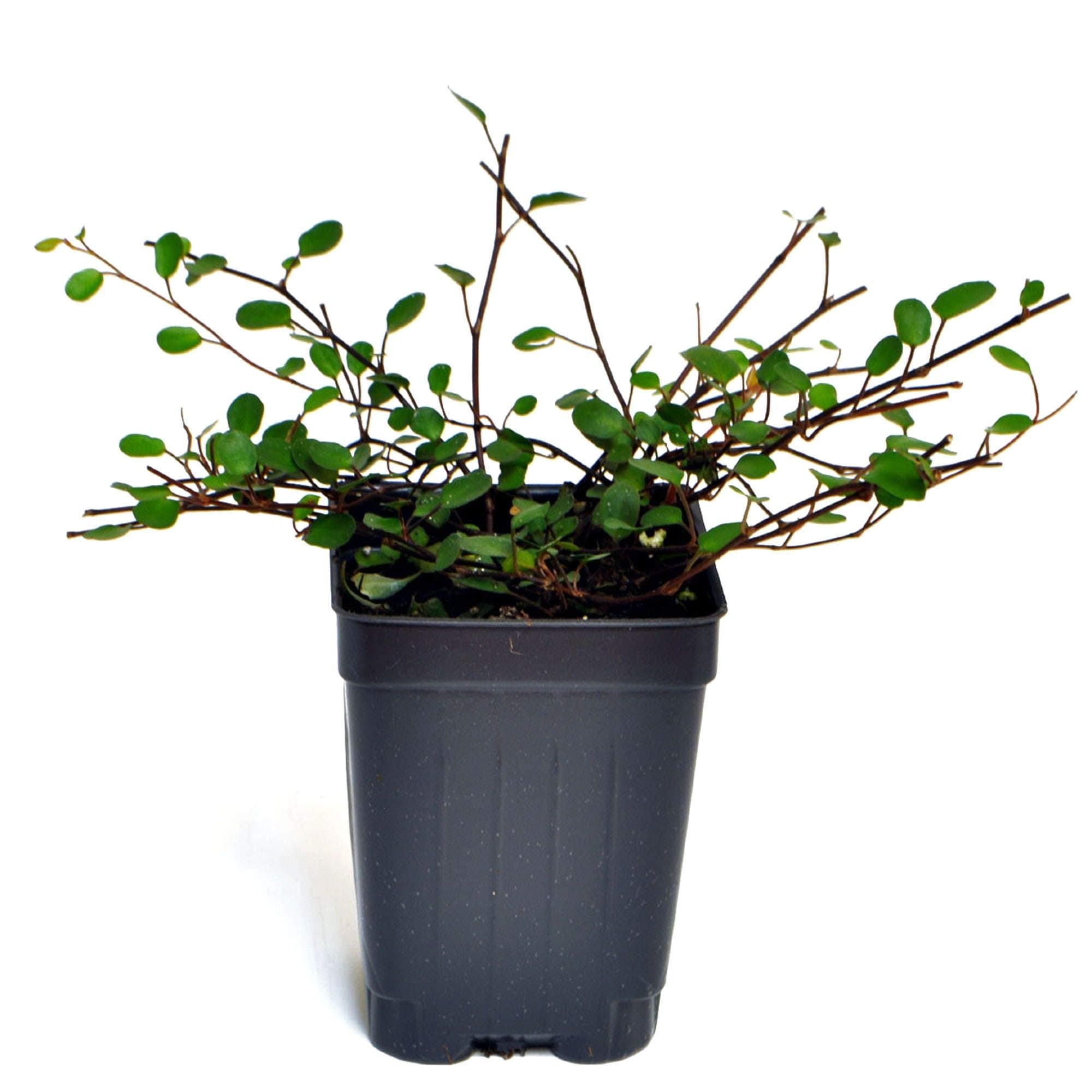 Muehlenbeckia complexa, Fairy Vine, 3" (2.6x3.5")