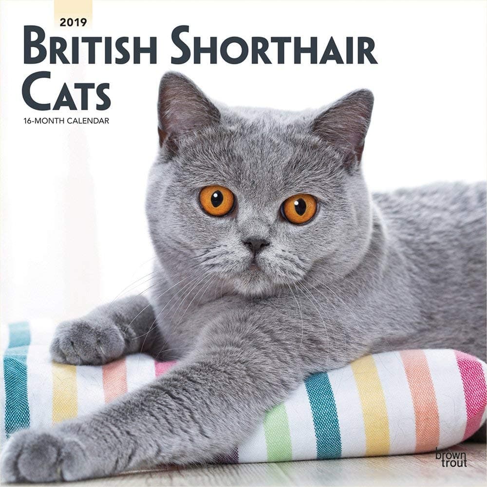 British Shorthair Cats 2019 Square Wall Calendar
