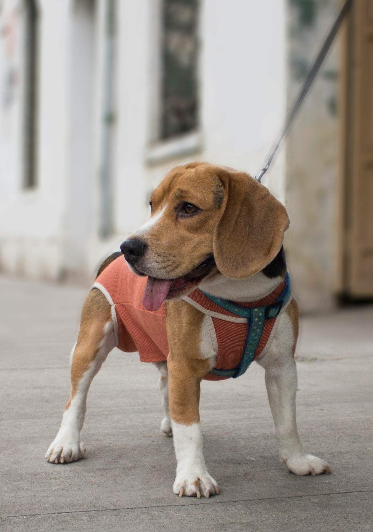 Therapeutic Copper Suit, comfier Post Surgical Care, E-Collar Alternative, Helps Wound Healing, and a Wide Range of dermatological Issues