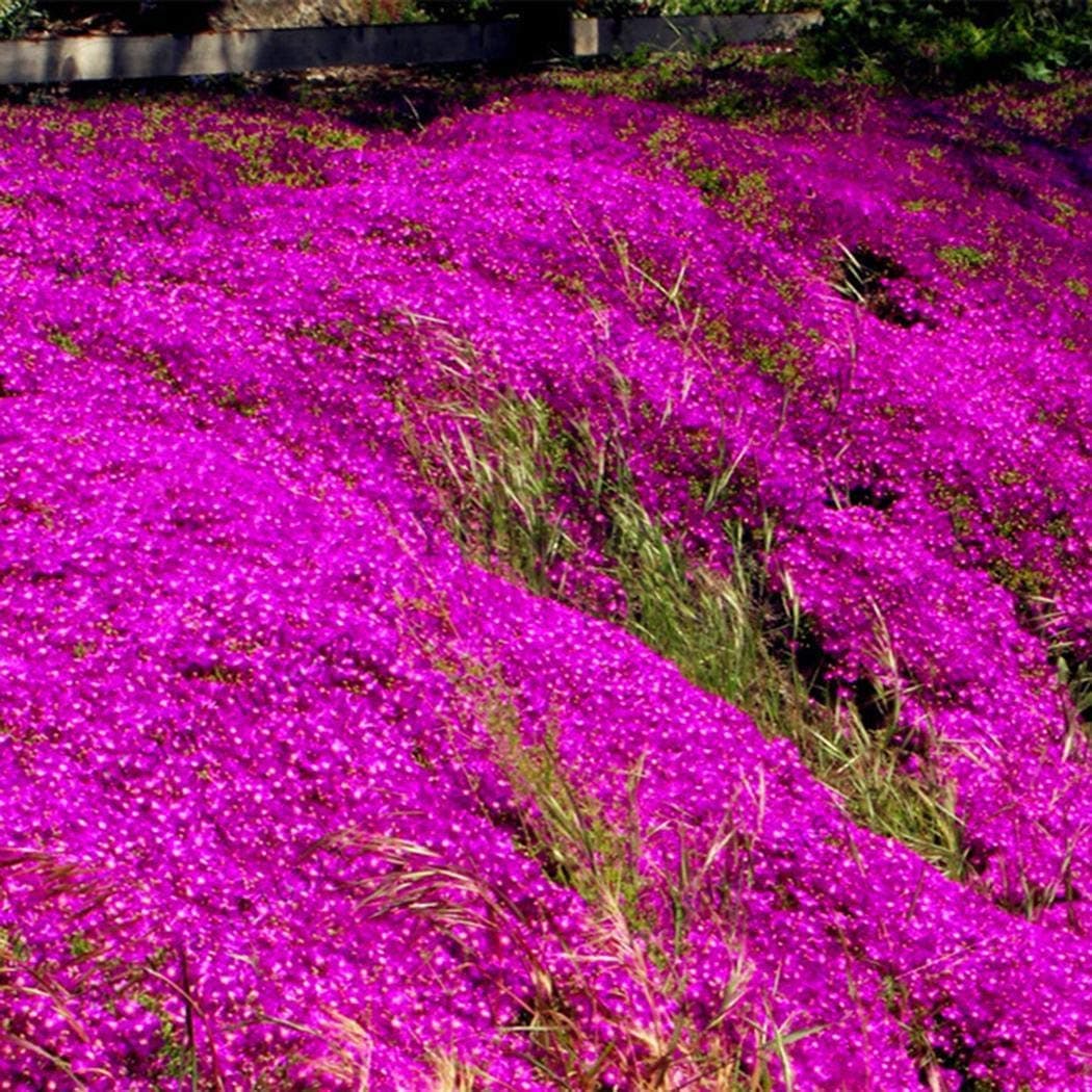 ADOLENB Seeds Scented Long-haired Mountain Thyme Seeds Sand Thyme Creeping Carpets Groundcover Perennial Flowers Stonecrop Seed Hardy Perennial
