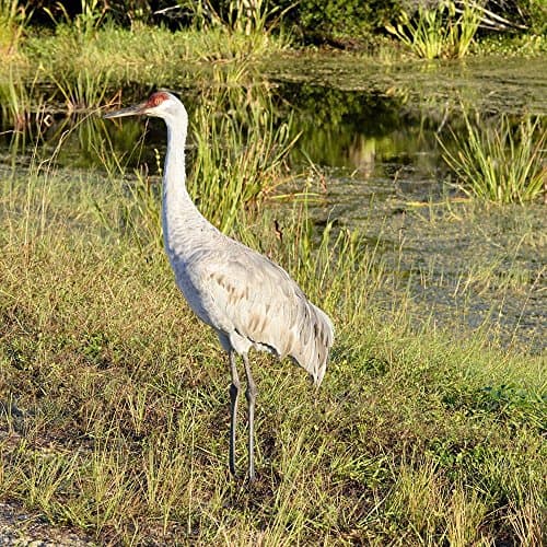Single Sand Hill Crane Giclee Canvas Print by Karina Brown
