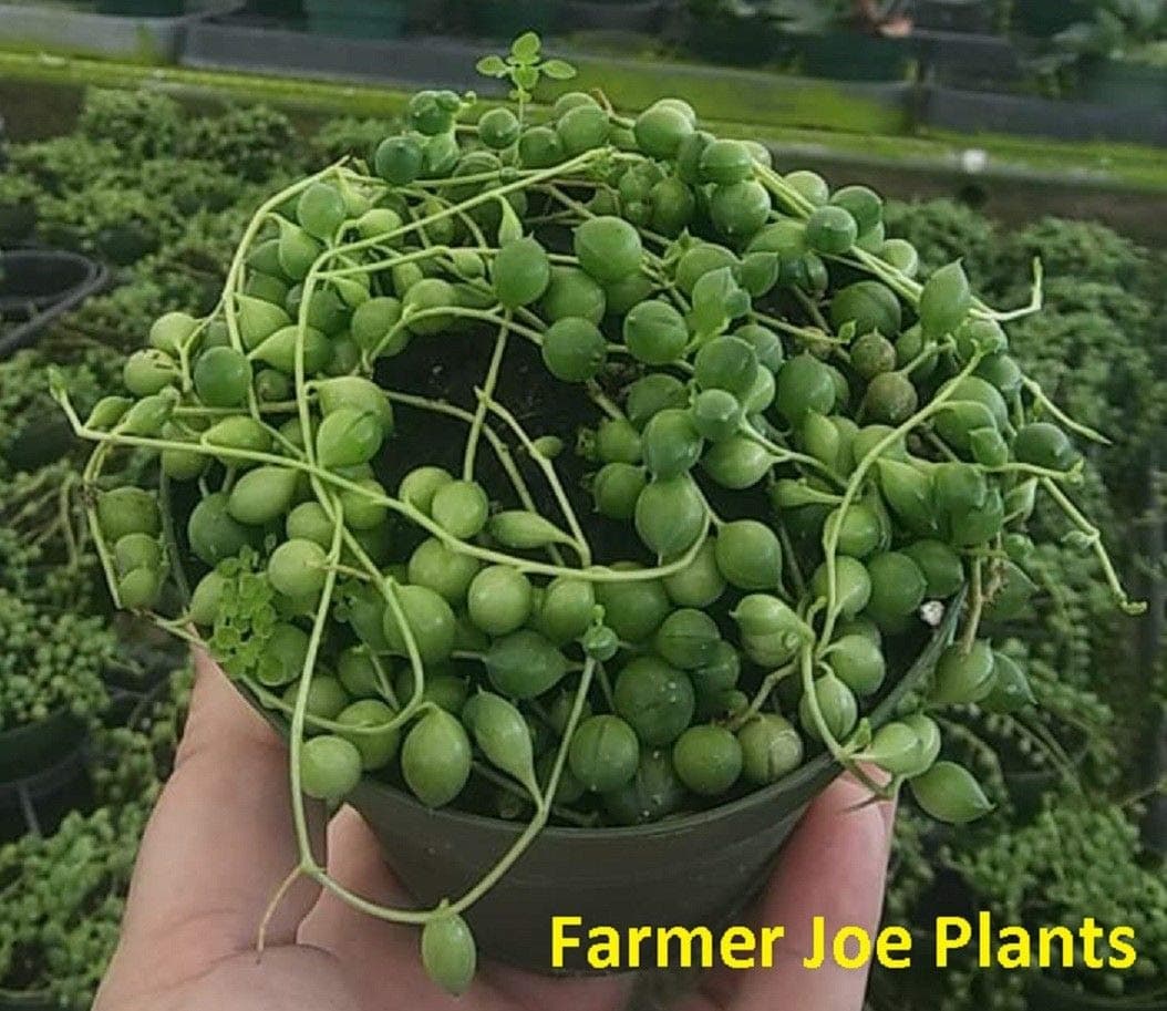 String of Pearls -1 Live Plant 4" Pot