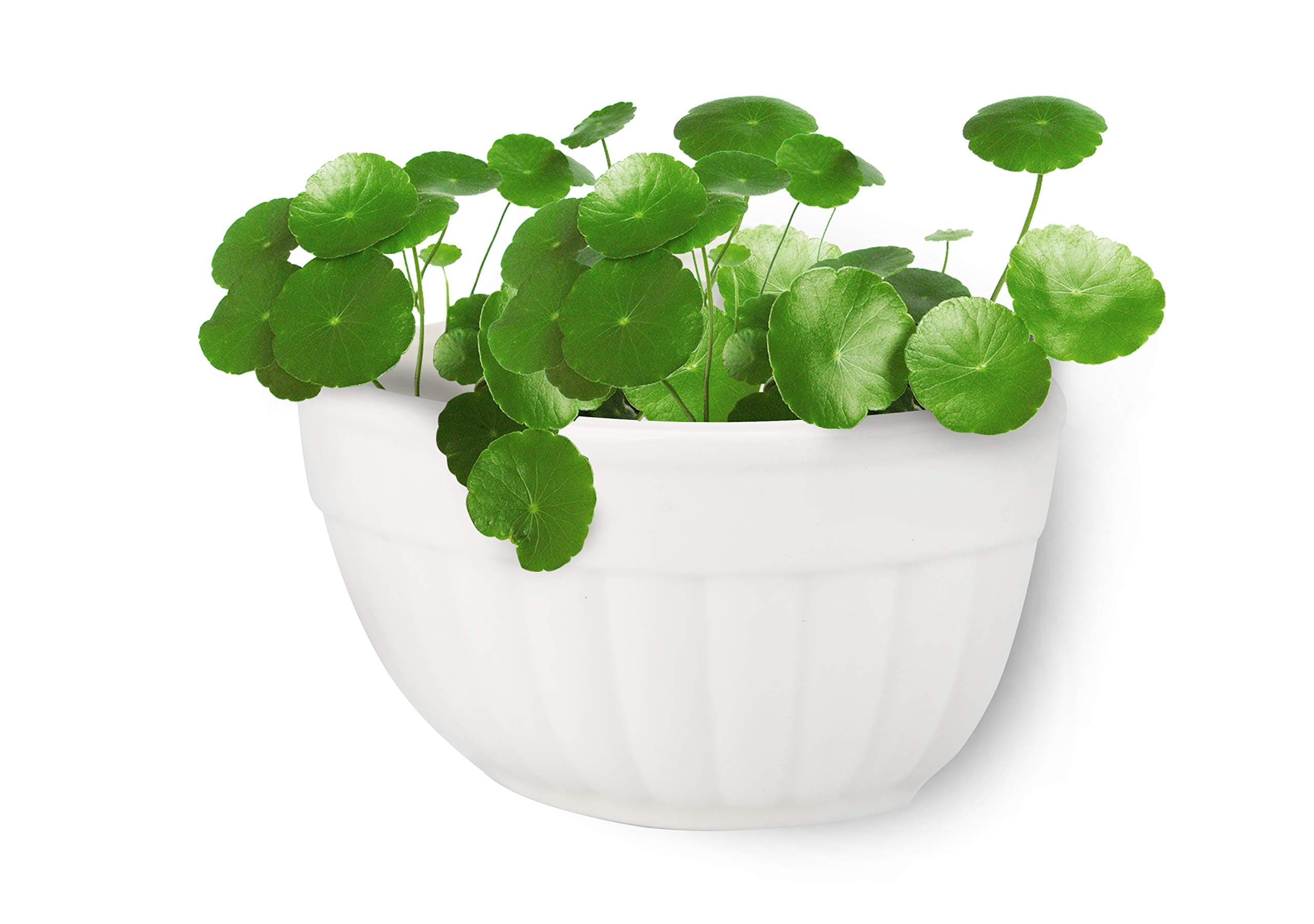 YISEEK Mini White Wall Mountable Flower Plant Vase, Ceramic Wall Planter,Modern Sector Hanging or Freestanding Succulent Pots(Bottom Drain Hole, Matching Hole Plug)