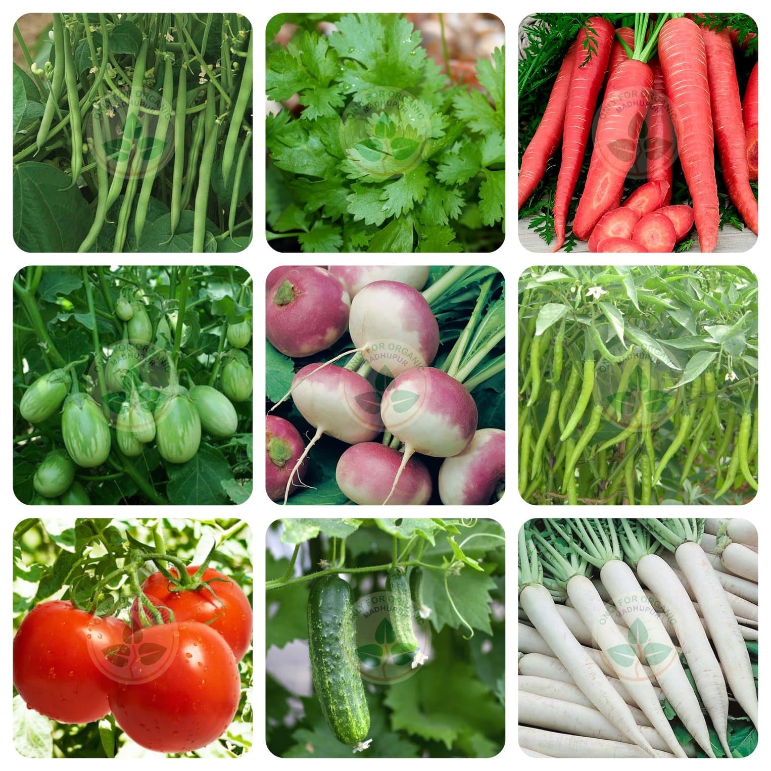 Only For Organic combo of nine hydroponic seeds with small cocopeat block