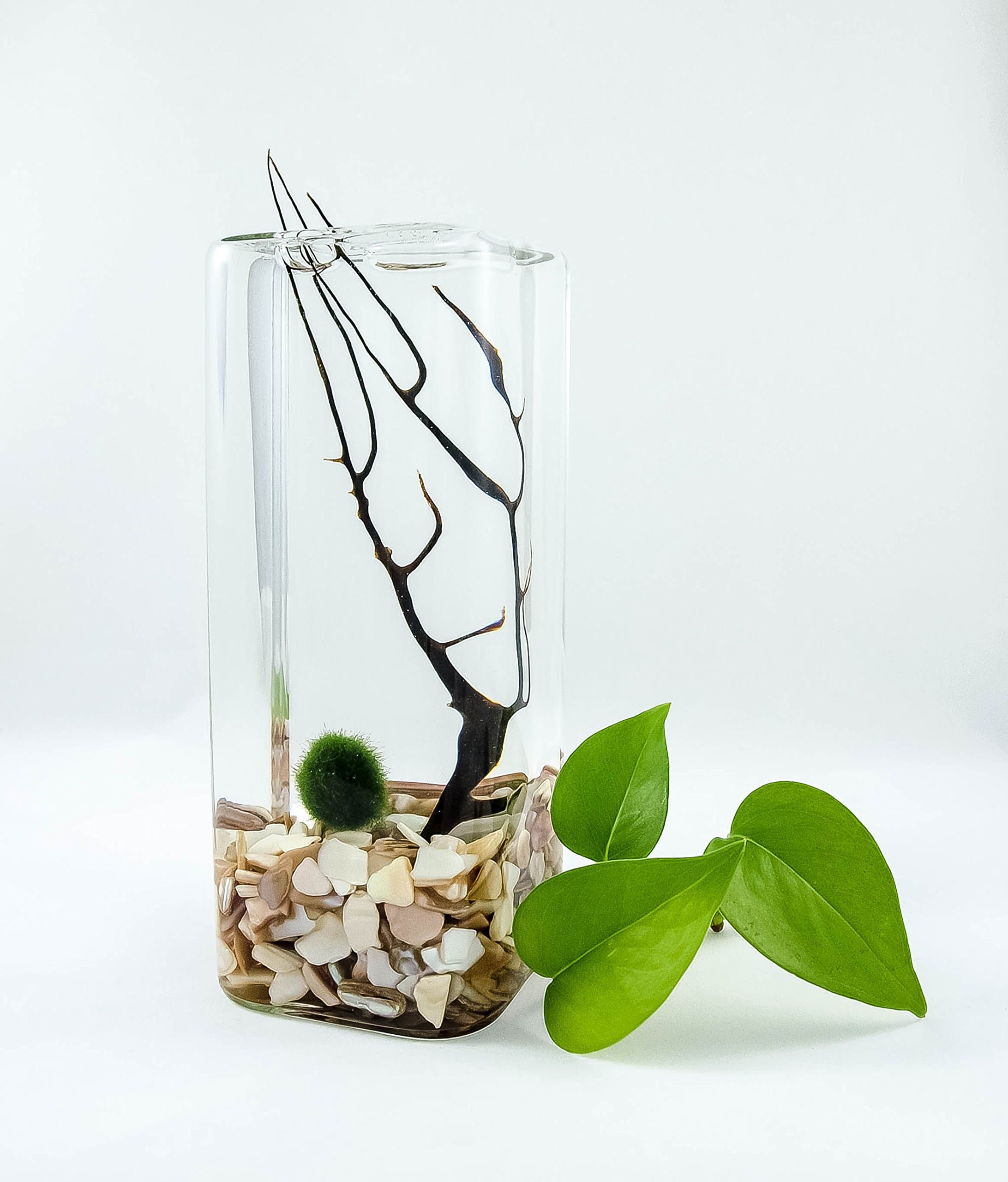 Marimo Moss Ball Terrarium Long Cubical Vase